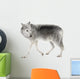 Mackenzie Valley Wolf (8 years)  - Canis lupus occidentalis Wall Decal