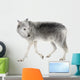 Mackenzie Valley Wolf (8 years)  - Canis lupus occidentalis Wall Decal