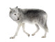 Mackenzie Valley Wolf (8 years)  - Canis lupus occidentalis Wall Decal