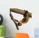Baby Two-Toed Sloth 4 Months - Choloepus Didactylus Wall Decal