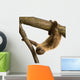 Baby Two-Toed Sloth 4 Months - Choloepus Didactylus Wall Decal