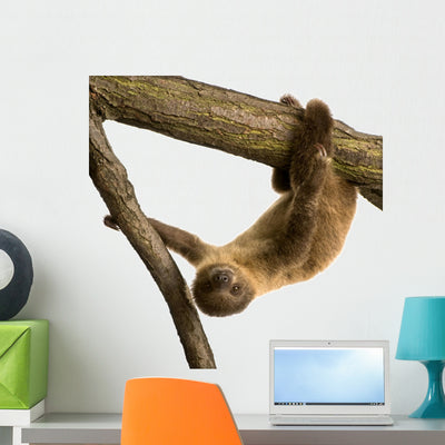 Baby Two-toed Sloth 4 Wall Decal shown on a wall