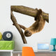 Baby Two-Toed Sloth 4 Months - Choloepus Didactylus Wall Decal