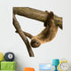 Baby Two-Toed Sloth 4 Months - Choloepus Didactylus Wall Decal