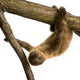 Baby Two-Toed Sloth 4 Months - Choloepus Didactylus Wall Decal