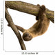 Baby Two-Toed Sloth 4 Months - Choloepus Didactylus Wall Decal