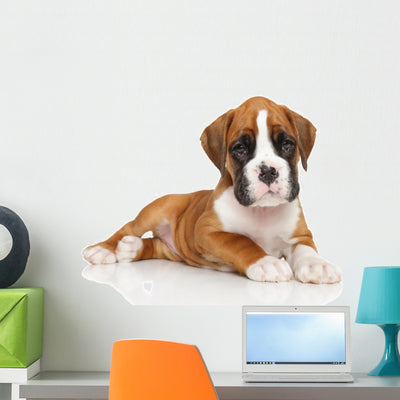 German Boxer Puppy Wall Decal shown on a wall