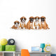 Five German Boxer puppies on white Wall Decal