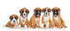 Five German Boxer puppies on white Wall Decal