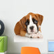 German Boxer puppy on white Wall Decal
