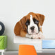 German Boxer puppy on white Wall Decal