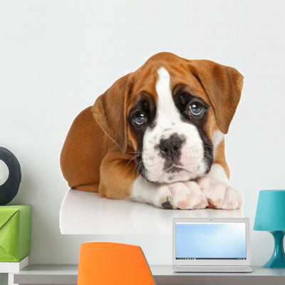 German Boxer Puppy White Wall Decal shown on a wall