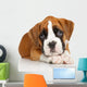 German Boxer puppy on white Wall Decal