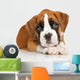 German Boxer puppy on white Wall Decal