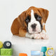 German Boxer puppy on white Wall Decal
