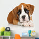 German Boxer puppy on white Wall Decal