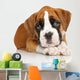German Boxer puppy on white Wall Decal