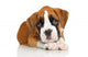 German Boxer puppy on white Wall Decal