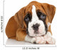 German Boxer puppy on white Wall Decal