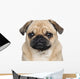 Pug 3 Years Wall Decal