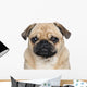 Pug 3 Years Wall Decal