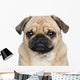Pug 3 Years Wall Decal