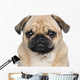 Pug 3 Years Wall Decal