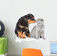 Rottweiler puppy sniffing scottish kitten. Isolated on white bac Wall Decal