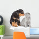 Rottweiler puppy sniffing scottish kitten. Isolated on white bac Wall Decal