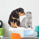 Rottweiler puppy sniffing scottish kitten. Isolated on white bac Wall Decal