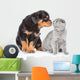 Rottweiler puppy sniffing scottish kitten. Isolated on white bac Wall Decal