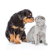 Rottweiler puppy sniffing scottish kitten. Isolated on white bac Wall Decal