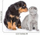 Rottweiler puppy sniffing scottish kitten. Isolated on white bac Wall Decal