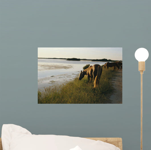 wild chinacoteague ponies Wall Mural
