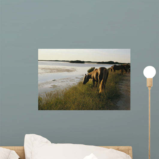 wild chinacoteague ponies Wall Mural