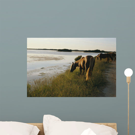 wild chinacoteague ponies Wall Mural
