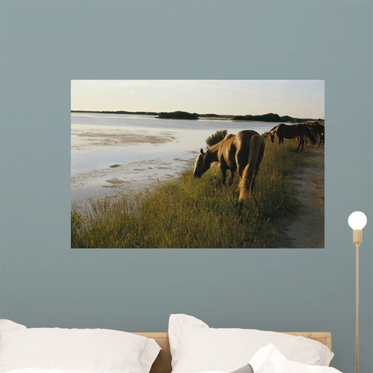 wild chinacoteague ponies Wall Mural