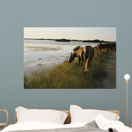 wild chinacoteague ponies Wall Mural
