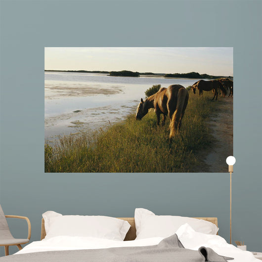 wild chinacoteague ponies Wall Mural