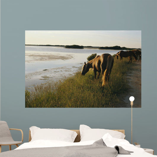 wild chinacoteague ponies Wall Mural