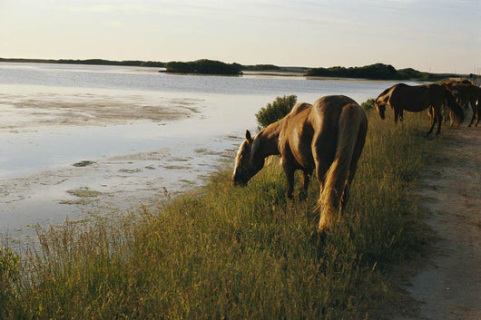 wild chinacoteague ponies Wall Mural