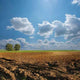 Field Wall Decal