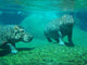 Happy Hippos Wall Decal
