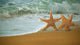 Adorable Star Fish Walking Along the Beach Wall Mural