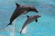 Dolphins Jumping Wall Mural