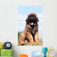 Imposing Leonberger on Blue Sky Wall Mural