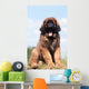 Imposing Leonberger on Blue Sky Wall Mural