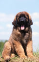 Imposing Leonberger on Blue Sky Wall Mural