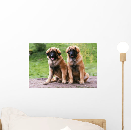 Brothers Leonberg in the Countryside Wall Mural
