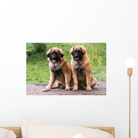 Brothers Leonberg in the Countryside Wall Mural